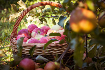 Wicker basket with apples under the tree
