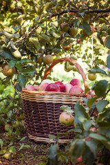 Basket with apples under the tree