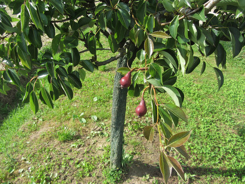 Two red pears hanging on a pear tree . Tuscany, Italy