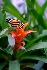 Butterfly on flower with bokeh
