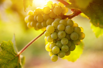 Vineyards at sunset in autumn harvest