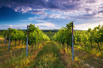 Vineyard with rows of grapes and vines