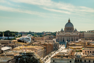 Fototapeta na wymiar Seagull watching Rome and the Vatican from the roof 2