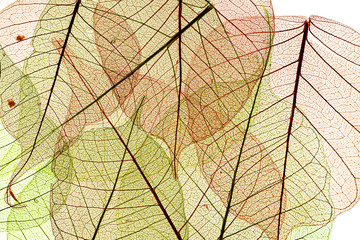 Naklejka na ściany i meble a leaf texture close up
