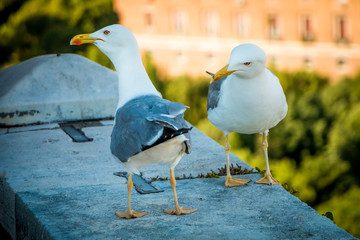 seagulls in Rome 4