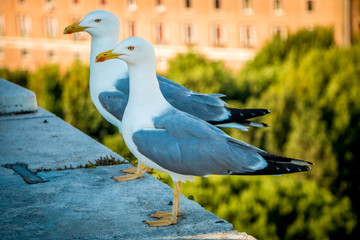 seagulls in Rome 2
