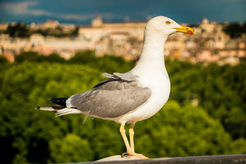 Fototapeta premium seagulls in Rome 1