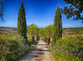Tuscany countryside with country road lined with cypress and pine trees, Tuscany, Italy