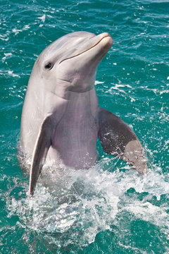 Delfin vor Curacao