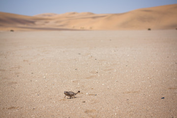 Wüsten Chameleon aus Namibia