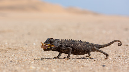 Fressendes Chameleon aus der Namib Wüste