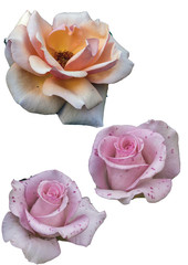 Clipart flowers roses on white background