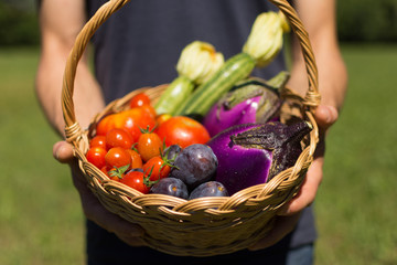 Basket with vegetables (zucchini, tomatoes, cherry tomatoes, eggplants, prunes) in the hands of a farmer. Natural green background. Concept of biological, bio products, bio ecology, vegetarians.