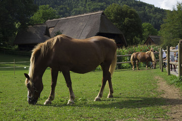 Obraz premium Cavallo nel prato