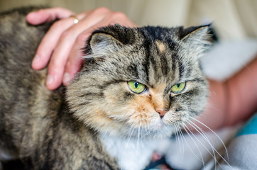 Кошку гладят