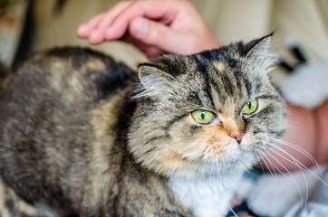 Кошку гладят