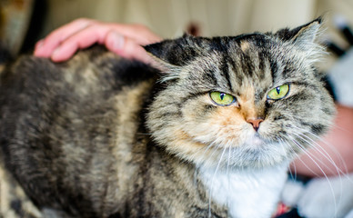 Кошку гладят