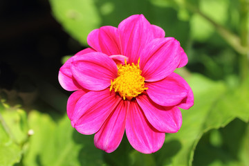 Obraz premium Dahlia (Dahlia)