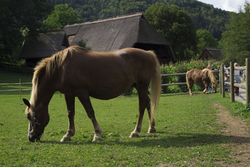Cavallo nel prato