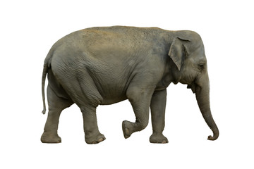 Big gray elephant isolated on white background