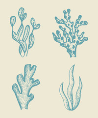 alga vector sketch set