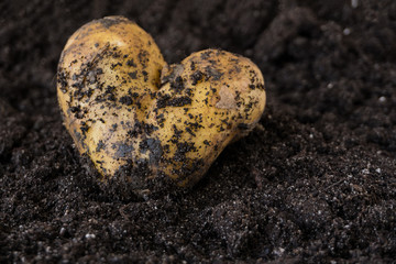 Potato in the form of heart on a wet ground close-up.
