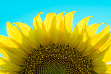 Sunflower Isolated on Blue Sky.