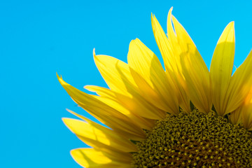 Sunflower Isolated on Blue Sky.