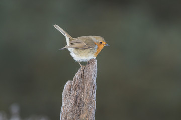 Robin in winter