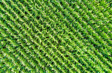 Background of corn field from aerial view