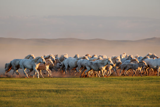 Mongolian white wild horses running on the endless grasslands