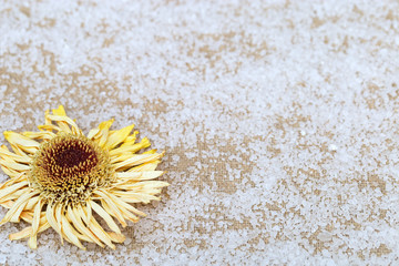 Dried yellow gerbera flower background sea salt particles.