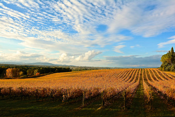 Obraz premium Autumn in Tuscany in the province of Siena