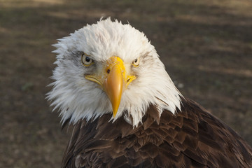 Bald eagle