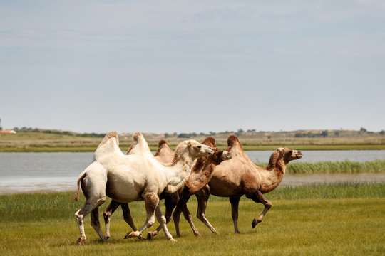 Double hump camels (Bactrian Camels) in grassland of Mongolia are in danger.They considered as endangered species