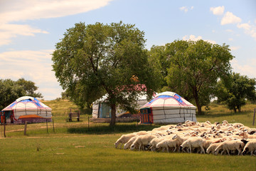 Herd of sheep in grassland of Inner Mongolia, and the yurts where the Mongolian people live in...