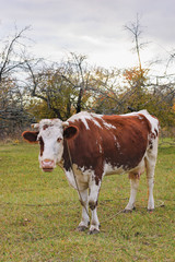 Fototapeta na wymiar White cow with brown spots eating grass in an autumn garden.
