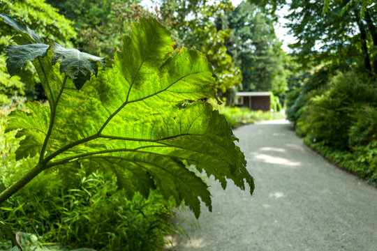 Arctium Lappa in Botanic Garden