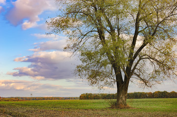 Fototapeta na wymiar Green Poplar Tree in early autumn against the background of agricultural fields