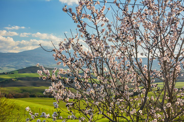 Spring landscape in the hills of Tuscany Italy, land of Brunello wine