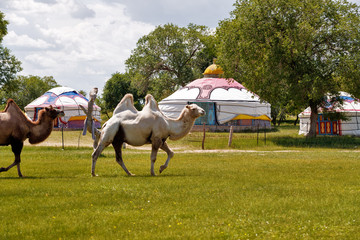 Double hump camels (Bactrian Camels) in grassland of Mongolia are in danger.They considered as...