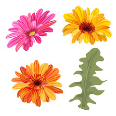 Set of Gerbera daisy: orange, red, yellow flowers and green leaves on white background, digital draw, botanical illustration in watercolor style for design, vector