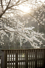 Cherry Blossoms at Ruby McQuain Park in Morgantown, WV