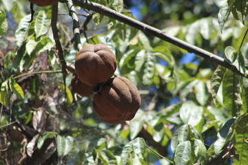 Pachira, Jardín Botánico. Medellín, Colombia.