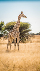 Giraffe