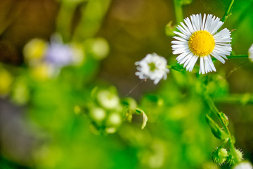 nature flower camomile