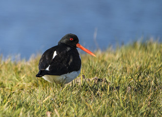 Oyster catcher