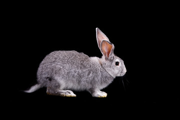 Gray rabbit on a black background