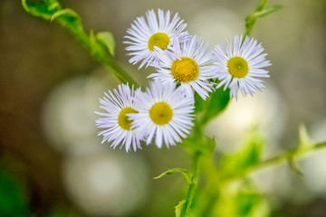 nature flower camomile