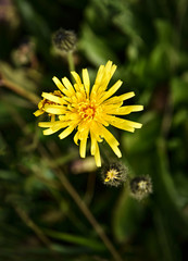 Yellow flower on green blurred background